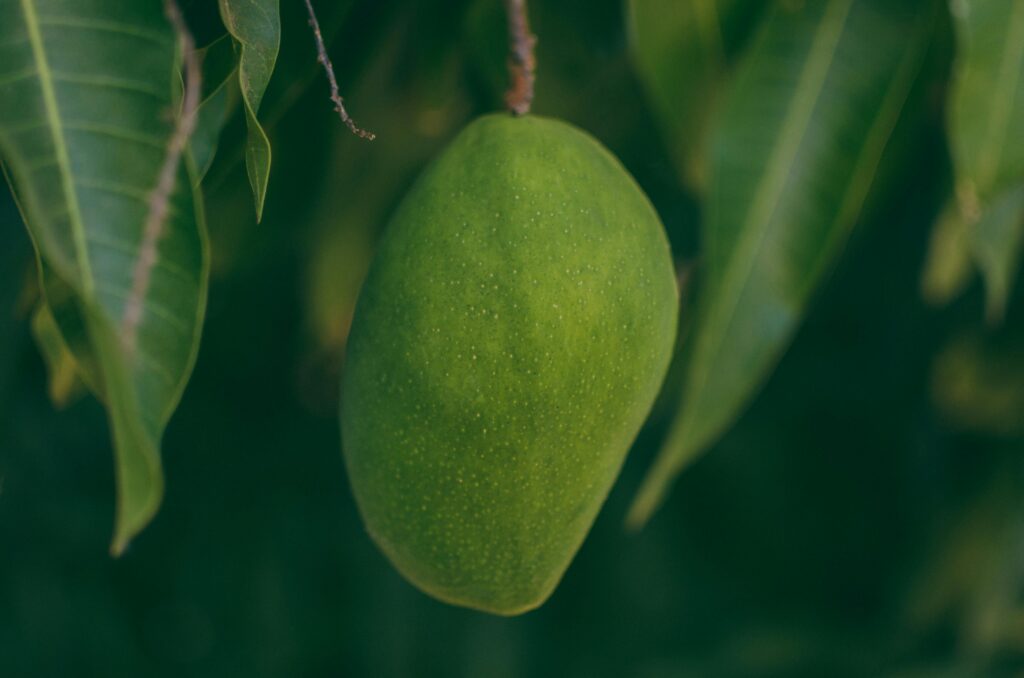 A vivid close-up of an unripe mango on a tree, showcasing its vibrant green color and natural texture.